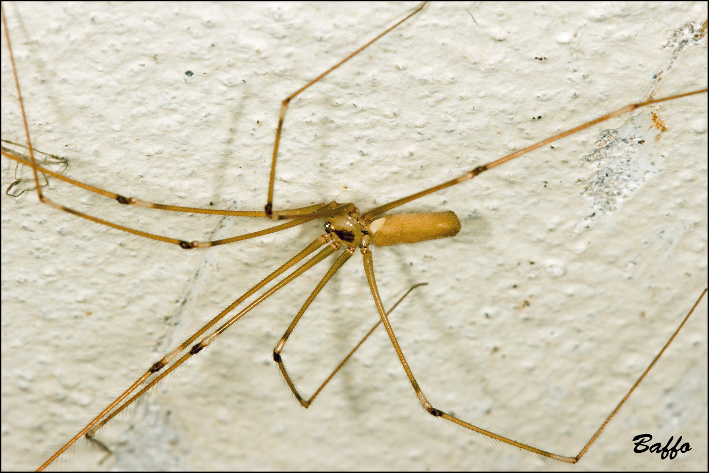 Pholcus phalangioides